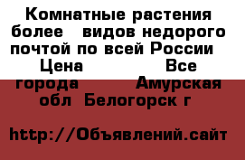 Комнатные растения более200видов недорого почтой по всей России › Цена ­ 100-500 - Все города  »    . Амурская обл.,Белогорск г.